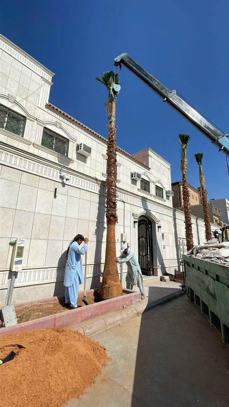 شركة نخيل عامل تلقيح نخيل في الرياض
