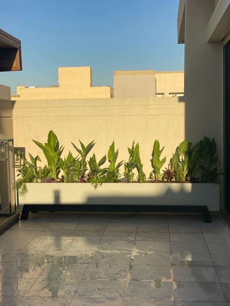 تشجير حدائق نباتات منزليه عامل اشجار زينه في الرياض
