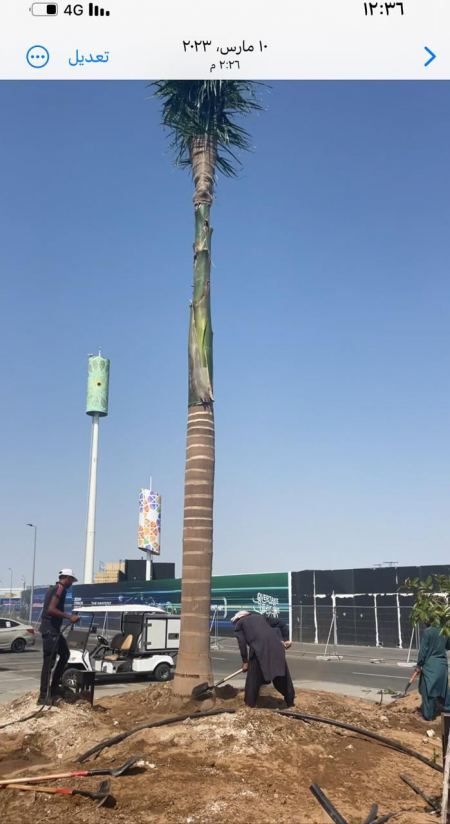 اسعار النخل الواشنطني للبيع في الرياض