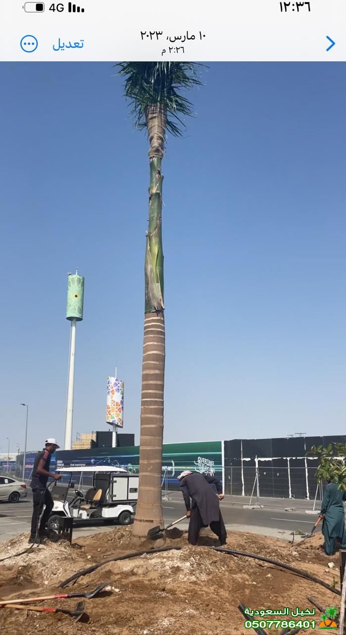 اسعار النخل الواشنطني للبيع في الرياض