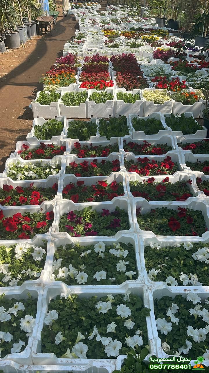 رقم مقاول مزارع صيانه تنظيف غرس شتلات في الرياض 