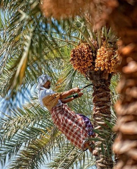 عامل تكريب نخل جني ثمار النخيل في الرياض