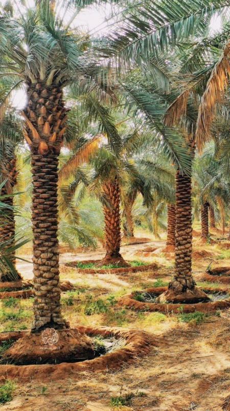 عامل زراعة نخيل برحي بيع نخل برحي في الرياض