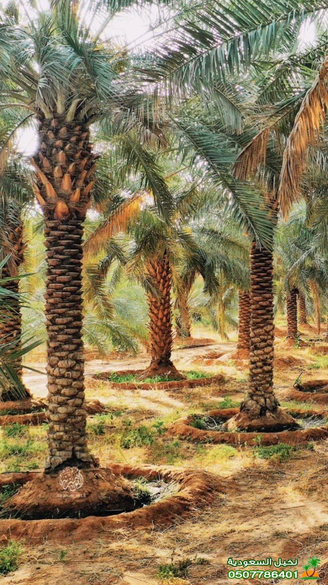 عامل زراعة نخيل برحي بيع نخل برحي في الرياض