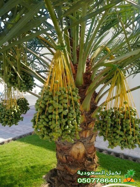 تلقيح النخيل بطريقة حديثة تلقيح نخيل البلح في الرياض
