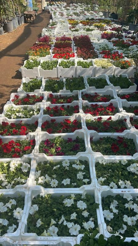 مقاول مزارع استرا للورد موقع عامل اشجار في الرياض