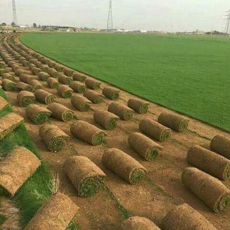 شركة توريد شتلات نخيل للبيع في الرياض
