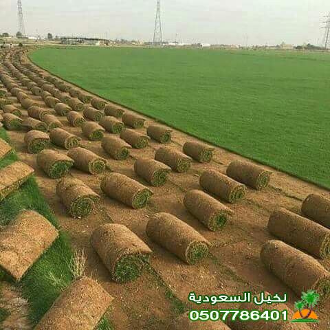 شركة توريد شتلات نخيل للبيع في الرياض