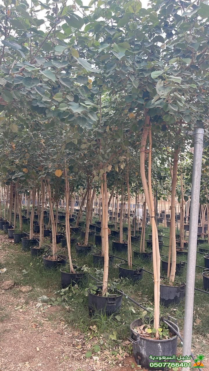 مقاول مزارع ري النخيل والاشجار في الرياض
