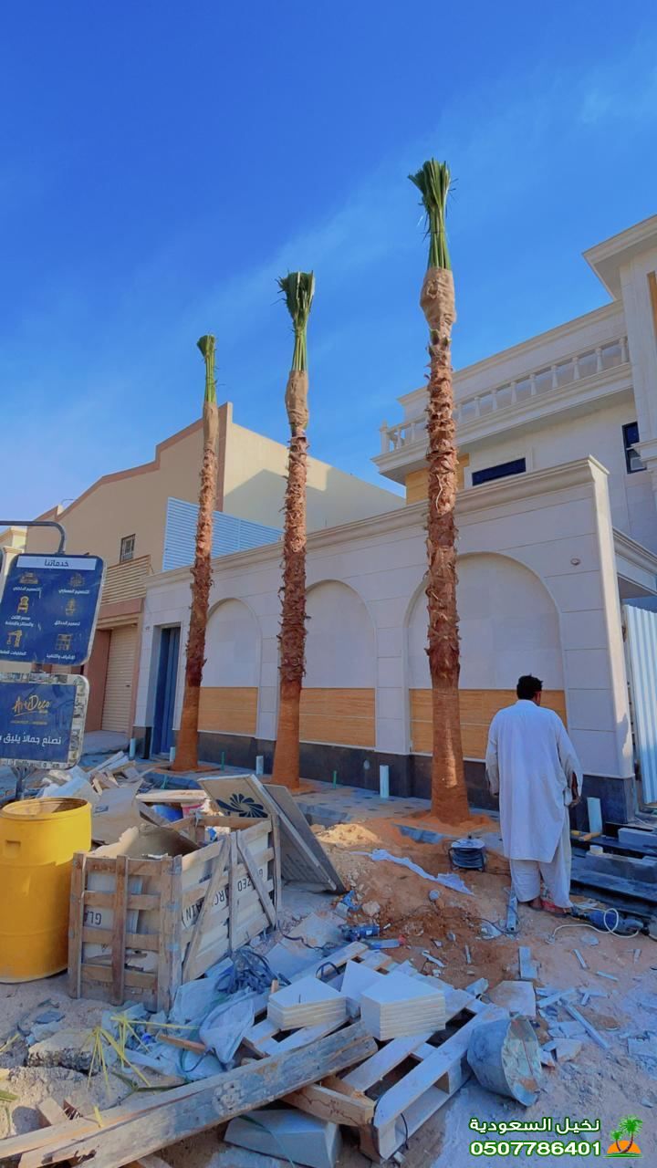 غرس و زرع النخل صيانة أشجار النخيل في الرياض