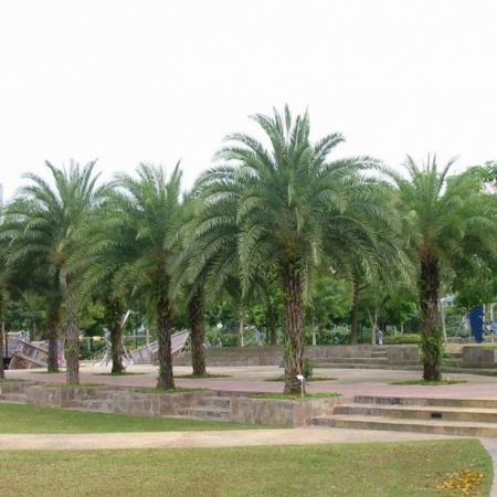 زراعة نخل واشنطن في الرياض