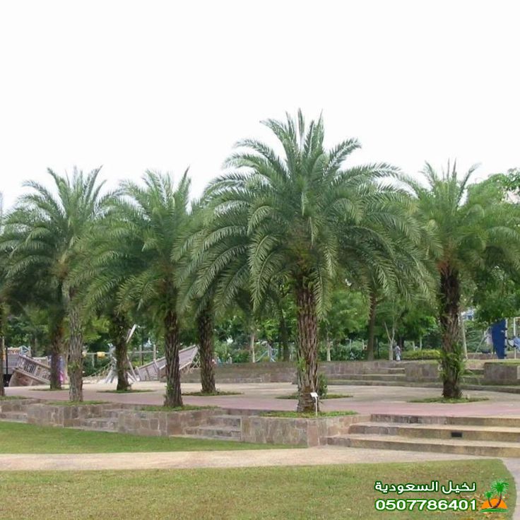 زراعة نخل واشنطن في الرياض