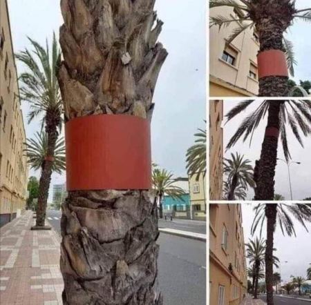 اشجار نخيل للبيع في الرياض