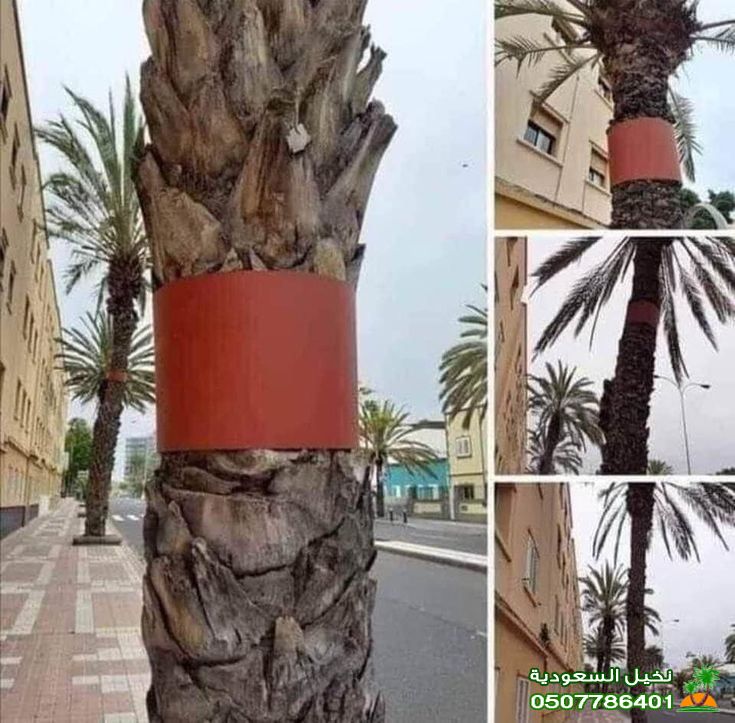 اشجار نخيل للبيع في الرياض