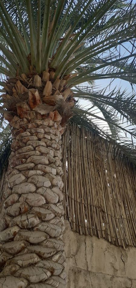 زراعه النخيل في منطقه الرياض