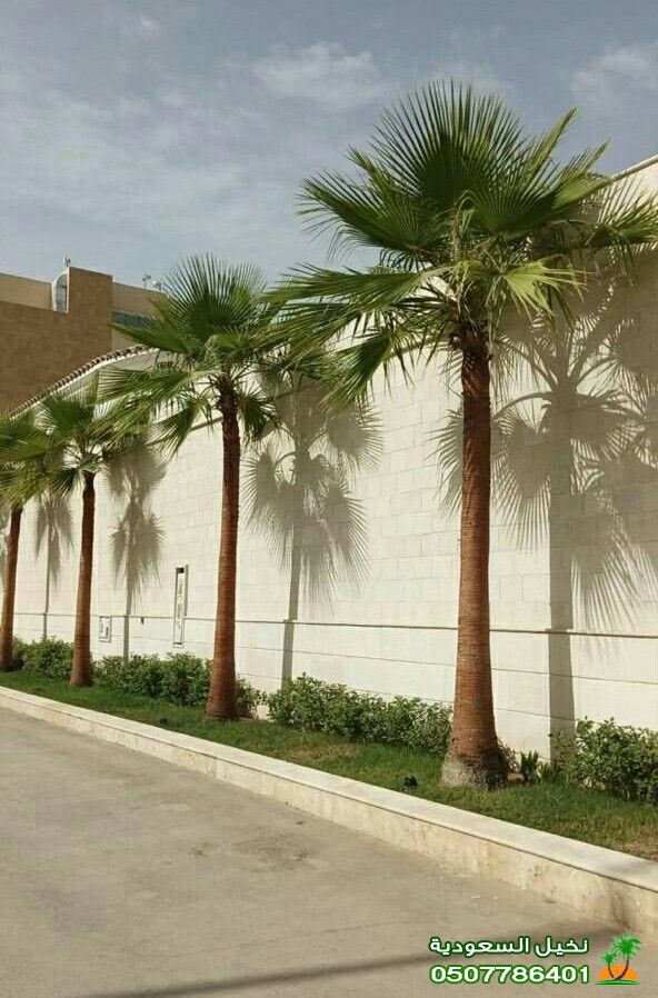 أفضل أنواع النخيل لزراعته في الرياض
