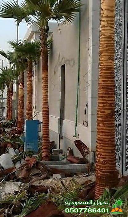 وين ألقى أفضل شركة توريد النخيل في السعودية