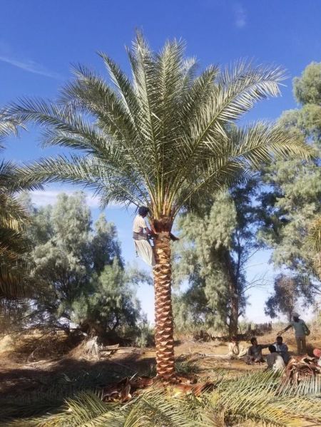 حصد تنظيف نخيل في السعودية