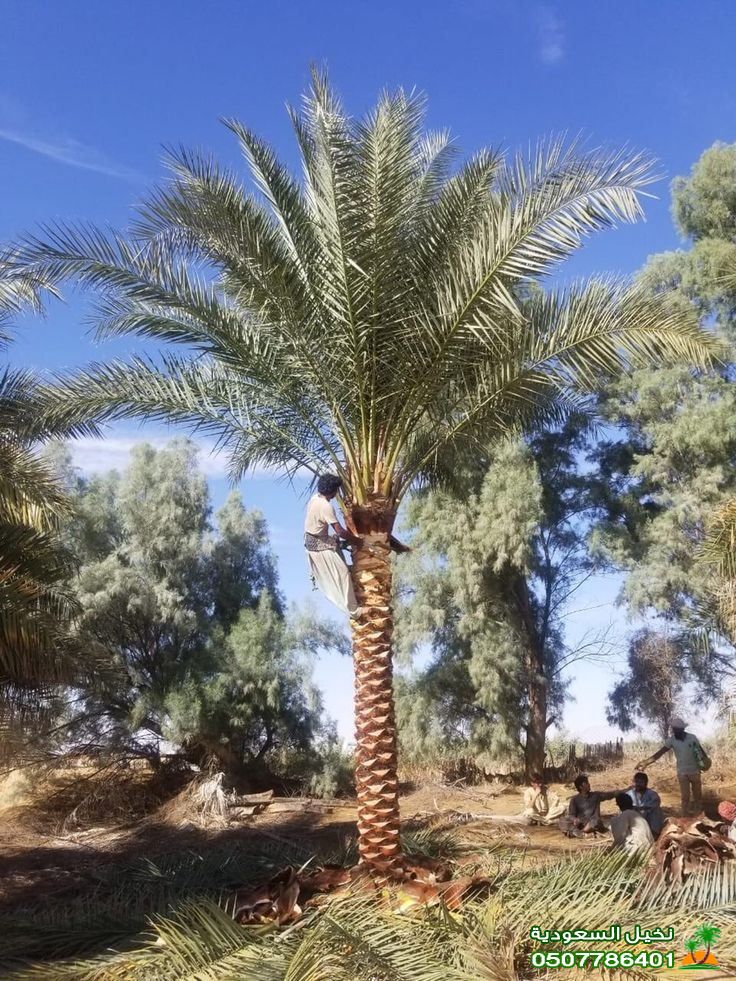 حصد تنظيف نخيل في السعودية