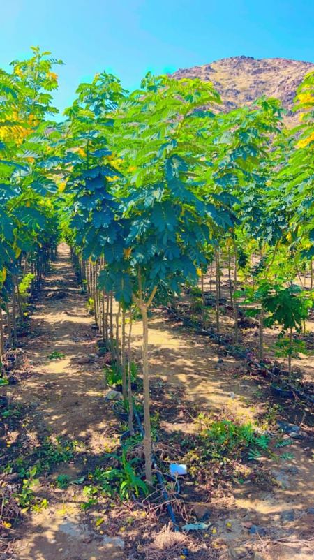 مقاول مزارع تجهيز كامل بأسعار منافسة الرياض