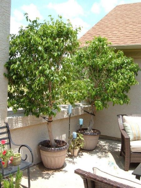 فلاح متخصص زراعة تزين حدائق الرياض