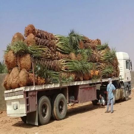 افضل مقاول توريد وزراعه وبيع نخيل بالرياض