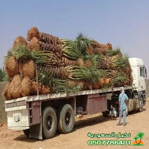 افضل مقاول توريد وزراعه وبيع نخيل بالرياض
