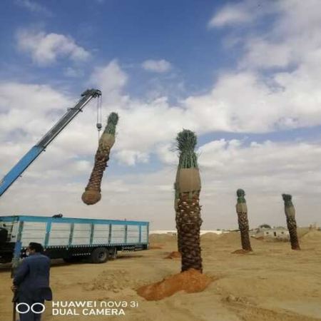 افضل مقاول زراعه النخيل الرياض السعودية 0507786401