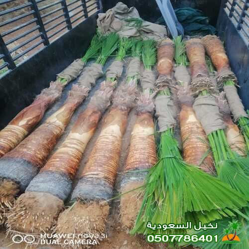 زراعه وبيع نخل واشنطني الرياض المملكة السعودية