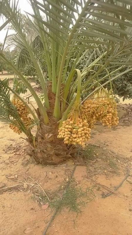خبراء زراعة نخيل بالرياض توريد، غرس، ورعاية احترافية