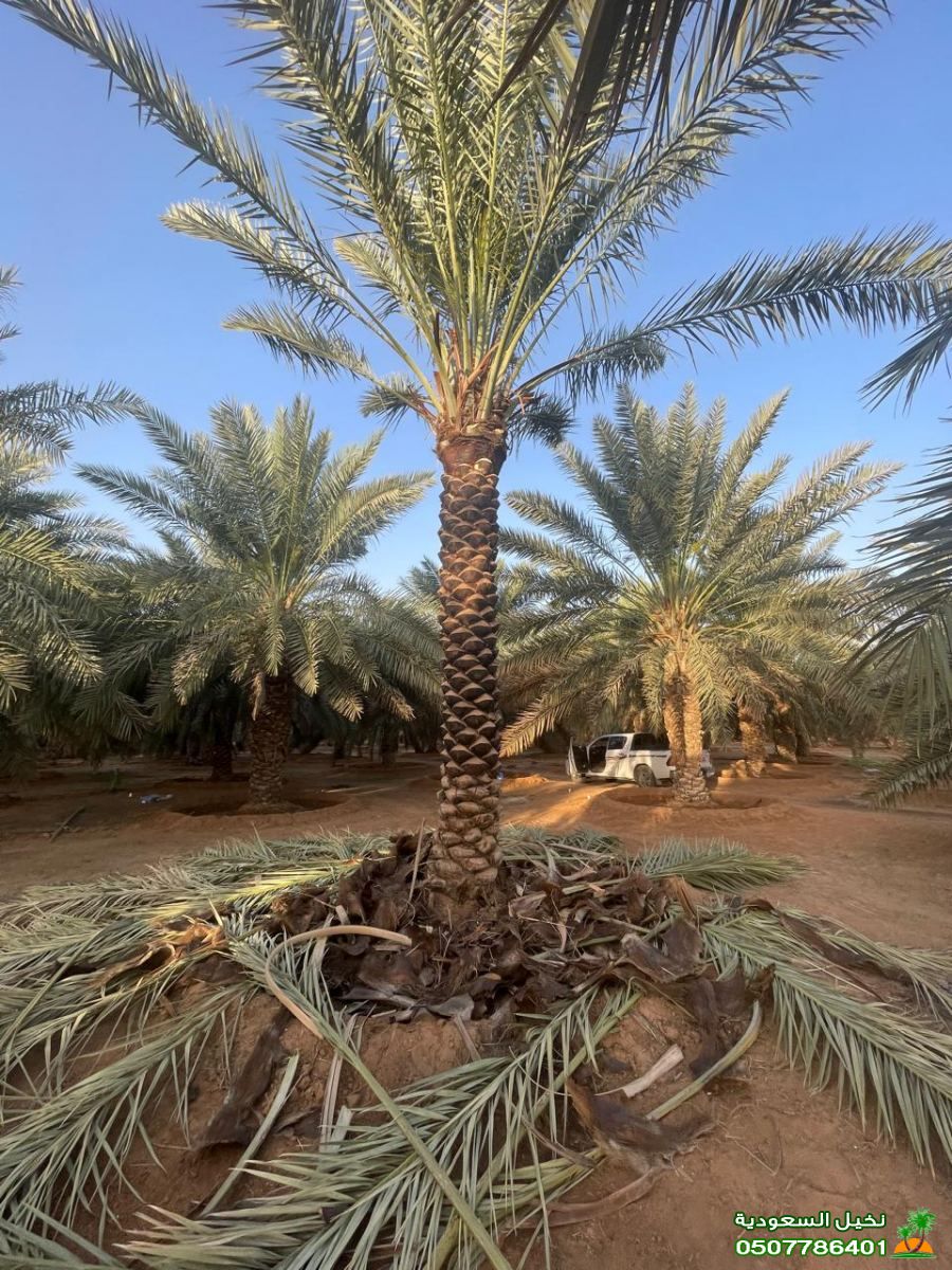 بيع شتلات نخيل مثمرة بالرياض نقل آمن وجودة مضمونة