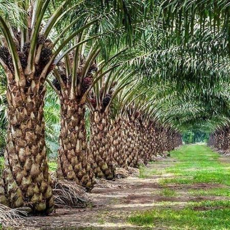 توريد شتلات نخيل عالية الجودة بالرياض – سكري، برحي، مجدول وزينة