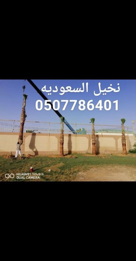 مؤسسة نخيل السعوديه 