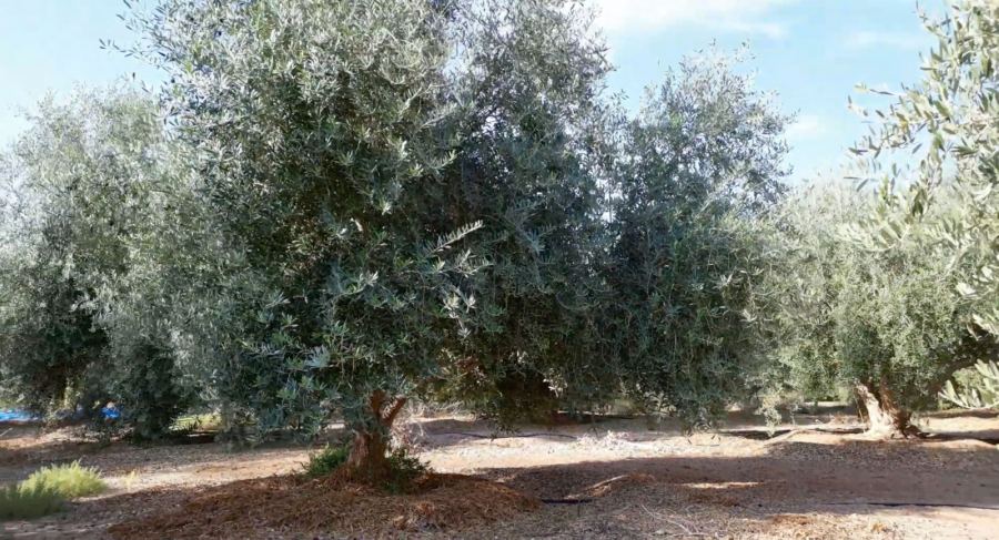 زراعة ورعاية أشجار السدر والزيتون في الرياض – إنتاج صحي ومظهر جمالي مميز
