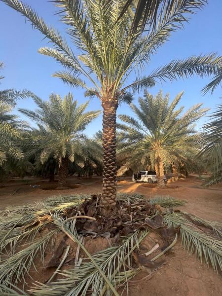 زراعة نخيل بالرياض بأحدث التقنيات – عناية احترافية ومتابعة مستمرة للنمو من مؤسسة نخيل السعودية