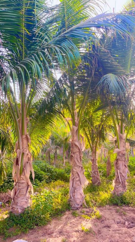 نخيل واشنطني بالرياض – يناسب الحدائق والممرات ويعطي مظهر ملكي مميز