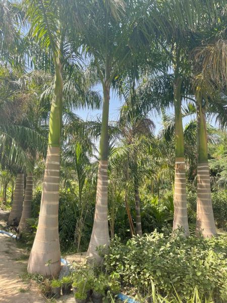 عمال تنظيف نخيل بالرياض – خبرة في إزالة الجريد والعناية الموسمية بالنخيل