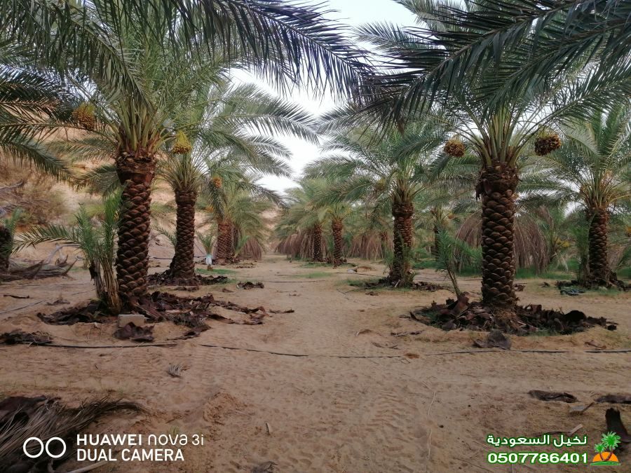 مؤسسة نخيل السعوديه 
