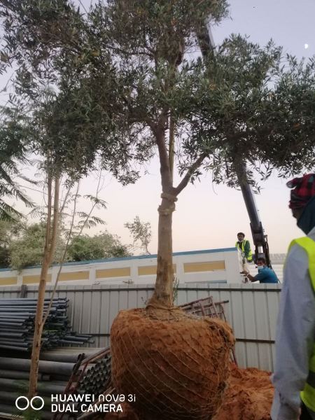 مؤسسة نخيل السعوديه 