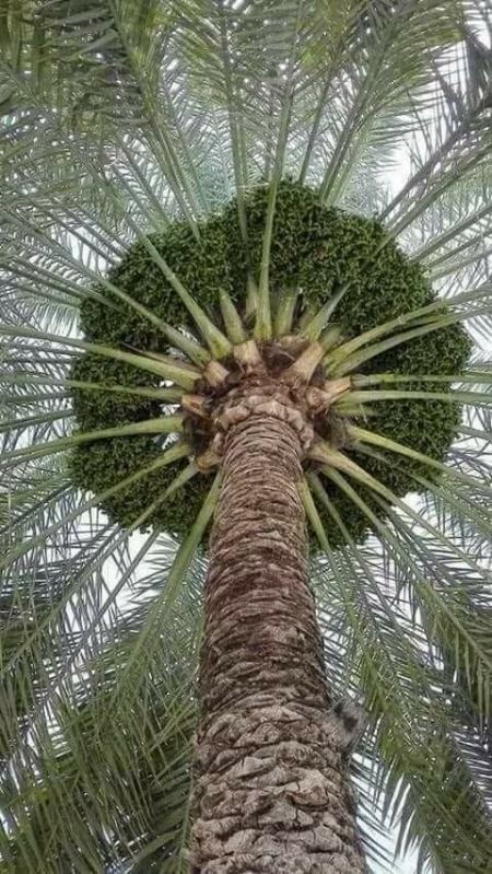 شركة تنظيف تلقيح النخيل طريقة تنظيف النخيل في الرياض