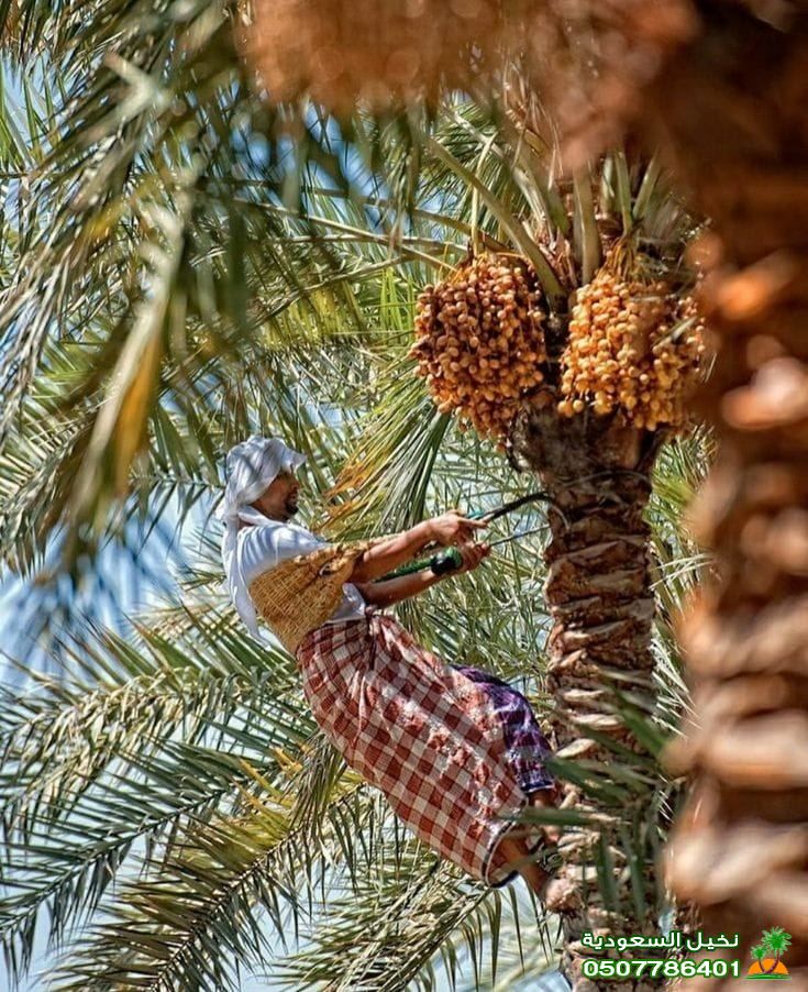 تلقيح النخل تنظيف المزارع بين الاشجار في الرياض
