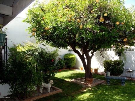 خبير في زراعة السدر والزيتون في الرياض